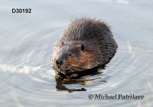 North American Beaver (Castor canadensis)